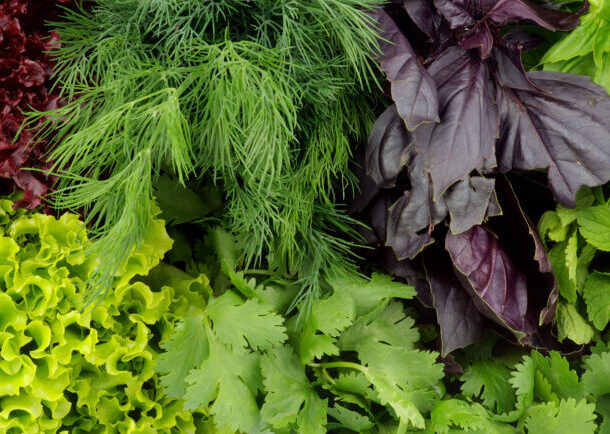 11-lesser-known-indian-leafy-vegetables:-healthifyme