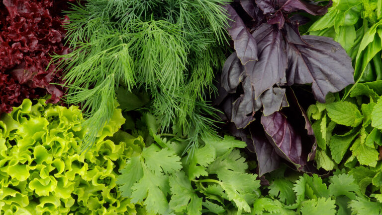 11-lesser-known-indian-leafy-vegetables:-healthifyme